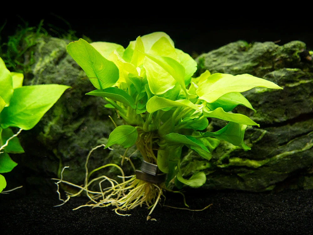 Golden Anubias Nana (Anubias Barteri Var. “Golden Nana”), Bare Root - Image 3