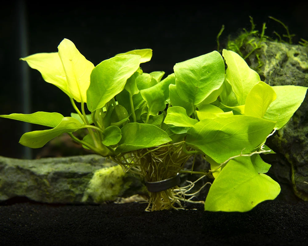 Golden Anubias Nana (Anubias Barteri Var. “Golden Nana”), Bare Root - Image 8