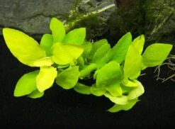 Golden Anubias Nana (Anubias Barteri Var. “Golden Nana”), Bare Root