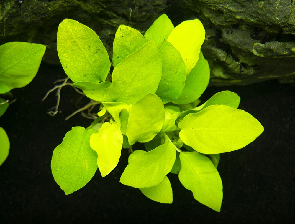 Golden Anubias Nana (Anubias Barteri Var. “Golden Nana”), Bare Root - Image 5