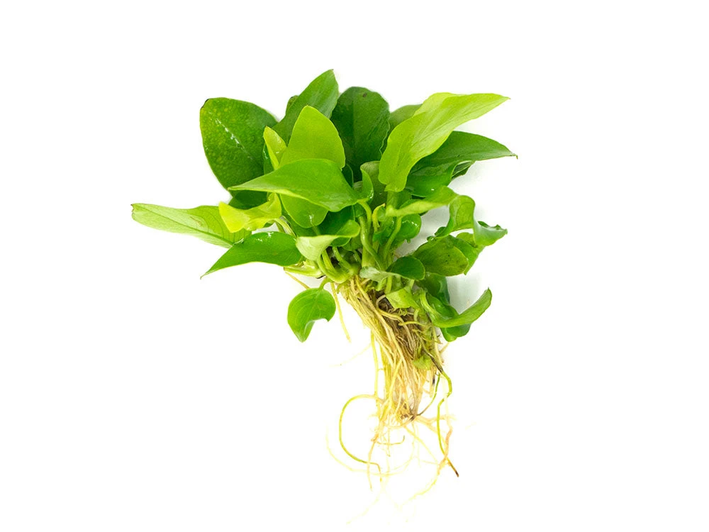 Golden Anubias Nana (Anubias Barteri Var. “Golden Nana”), Bare Root - Image 6