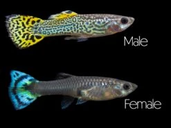 Green Cobra Guppy (Poecilia Reticulata), Tank-Bred!