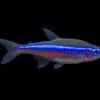 Green Neon Tetra (Paracheirodon Simulans) - Tank-Bred!