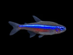 Green Neon Tetra (Paracheirodon Simulans) - Tank-Bred!