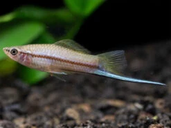 Green Swordtail (Xiphophorus Helleri) Tank-Bred!