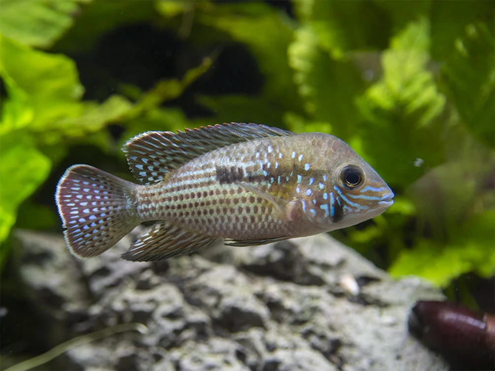 Green Terror Cichlid (Andinoacara Stalsbergi), Locally Bred! - Image 6