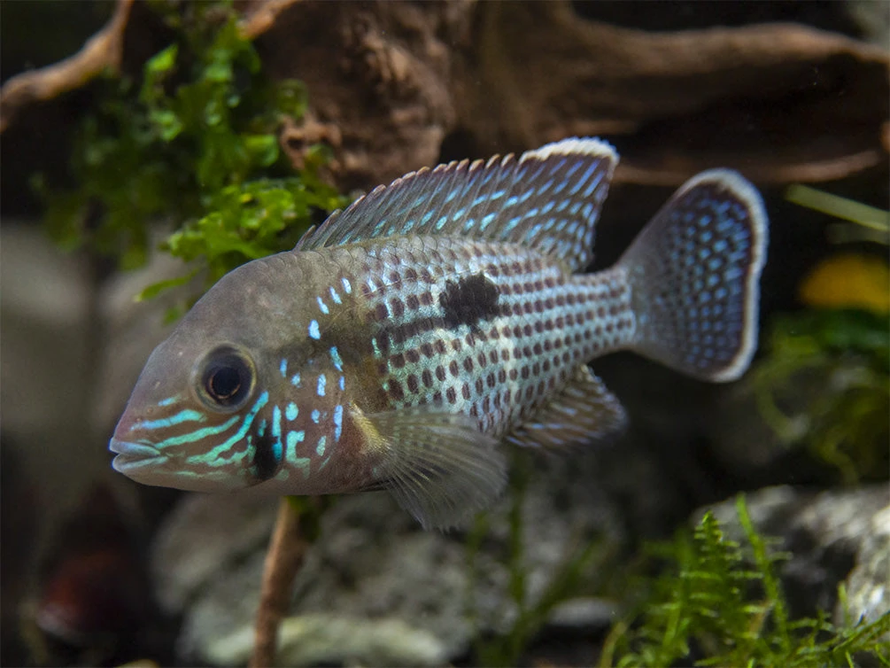 Green Terror Cichlid (Andinoacara Stalsbergi), Locally Bred! - Image 10