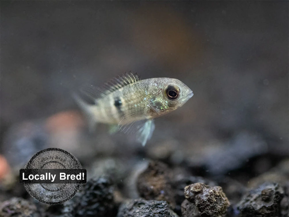 Green Terror Cichlid (Andinoacara Stalsbergi), Locally Bred! - Image 19