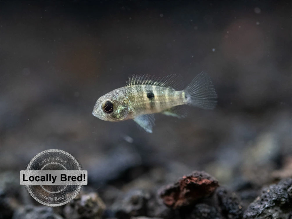 Green Terror Cichlid (Andinoacara Stalsbergi), Locally Bred! - Image 18