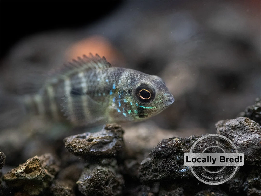 Green Terror Cichlid (Andinoacara Stalsbergi), Locally Bred! - Image 11