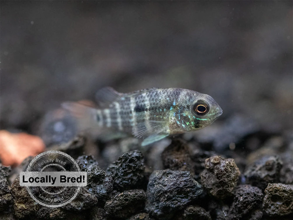 Green Terror Cichlid (Andinoacara Stalsbergi), Locally Bred! - Image 15