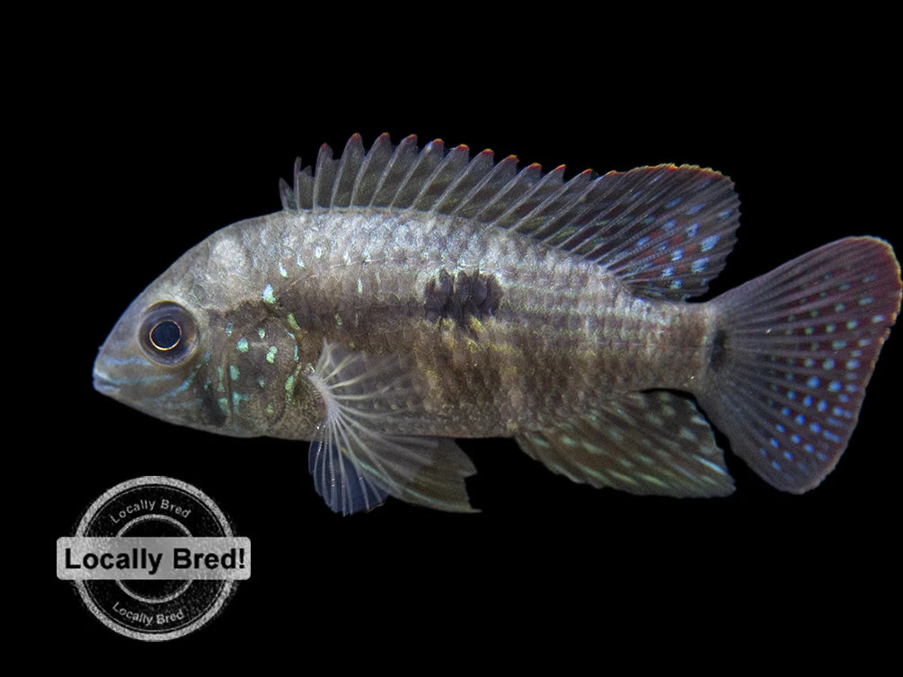 Green Terror Cichlid (Andinoacara Stalsbergi), Locally Bred! - Image 13