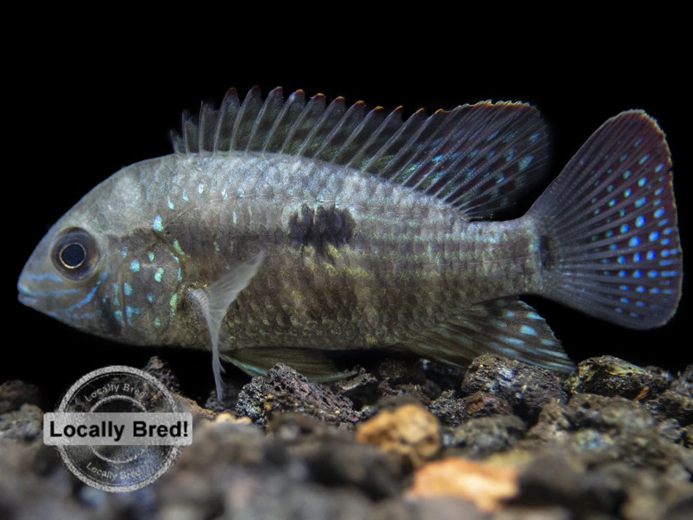Green Terror Cichlid (Andinoacara Stalsbergi), Locally Bred! - Image 16