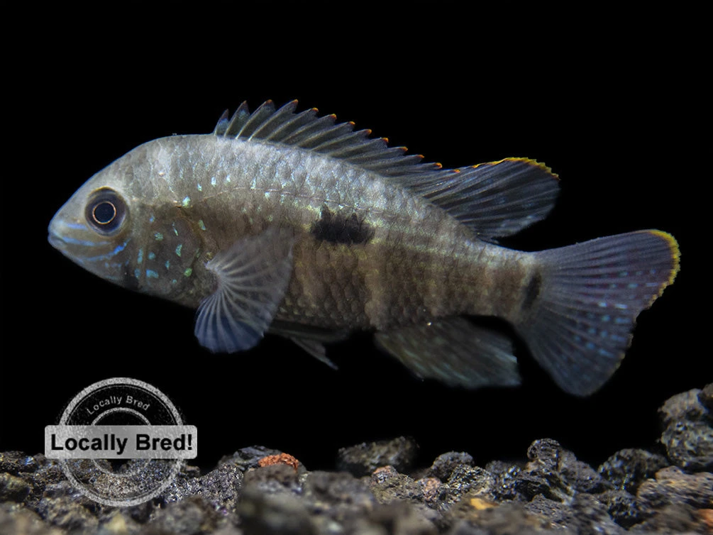 Green Terror Cichlid (Andinoacara Stalsbergi), Locally Bred! - Image 7