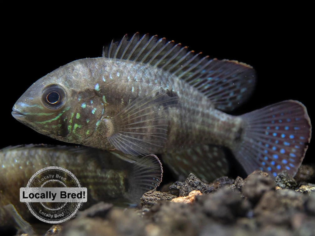Green Terror Cichlid (Andinoacara Stalsbergi), Locally Bred! - Image 9