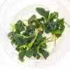 Green Wavy Buce Plant (Bucephalandra Sp. "Green Wavy") Tissue Culture