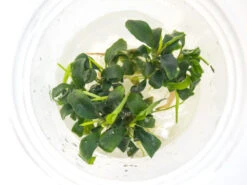 Green Wavy Buce Plant (Bucephalandra Sp. "Green Wavy") Tissue Culture