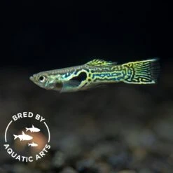 Green Cobra Guppy (Poecilia Reticulata), Bredby: Aquatic Arts