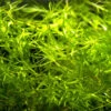 Guppy Grass AKA Najas Grass (Najas Guadelupensis), Loose Portion