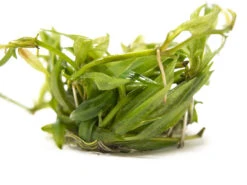 Bolivian Chain Sword (Helanthium Bolivianus "Quadricostatus") Tissue Culture