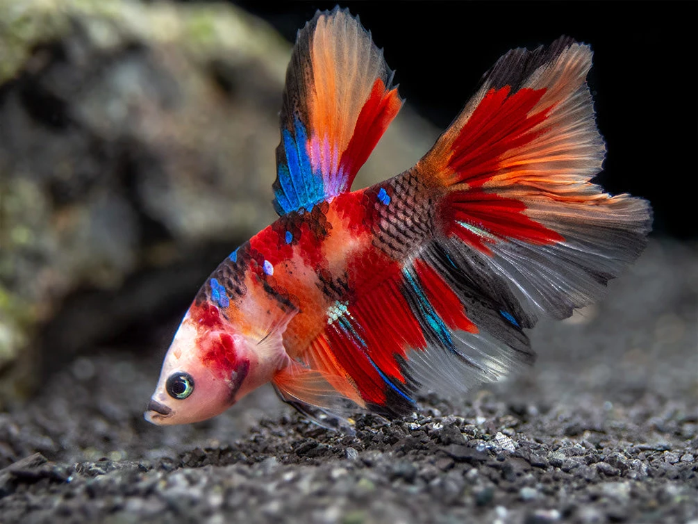 Assorted Koi Halfmoon Betta (Betta Splendens) - Tank-Bred! - Image 2