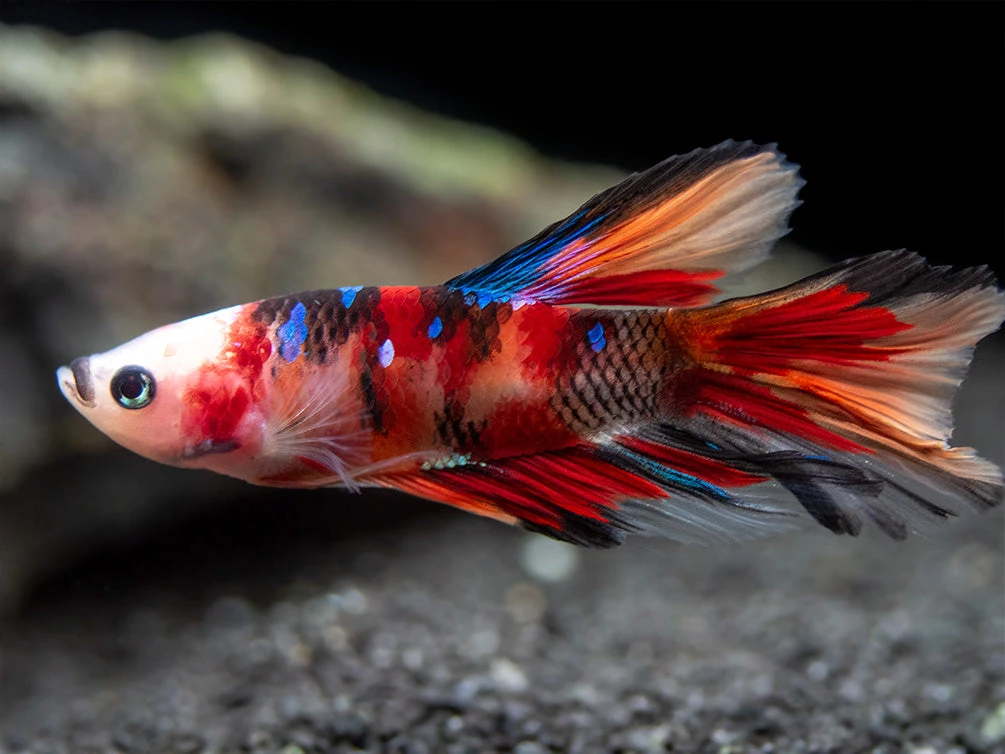Assorted Koi Halfmoon Betta (Betta Splendens) - Tank-Bred! - Image 6