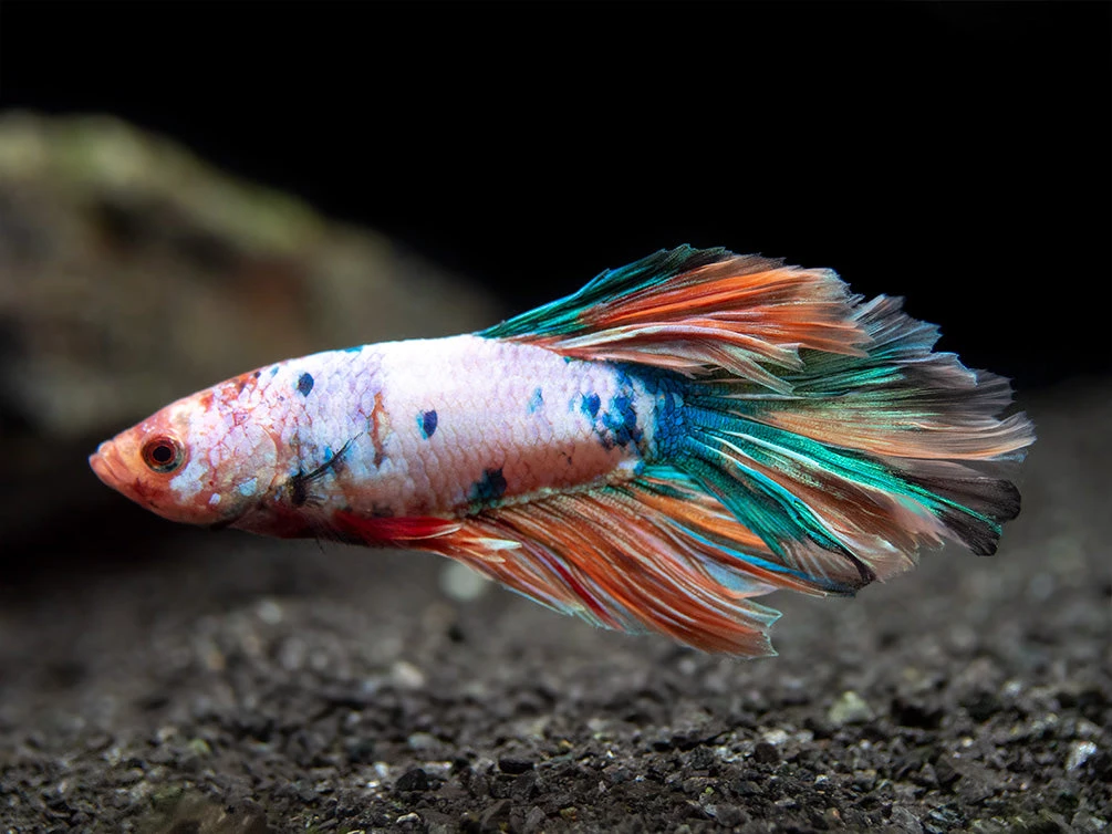 Assorted Koi Halfmoon Betta (Betta Splendens) - Tank-Bred! - Image 3