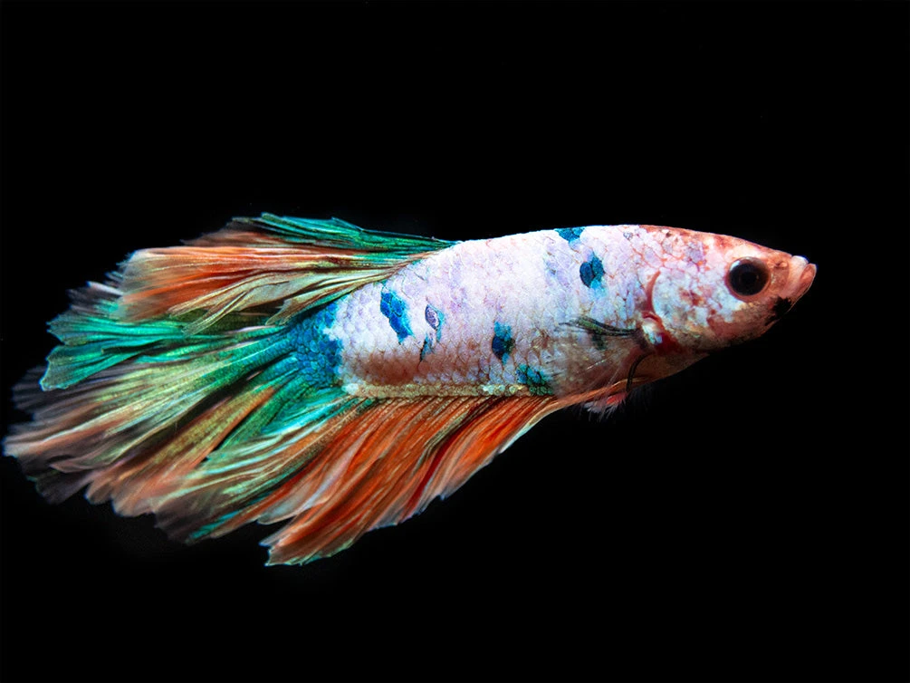 Assorted Koi Halfmoon Betta (Betta Splendens) - Tank-Bred! - Image 7