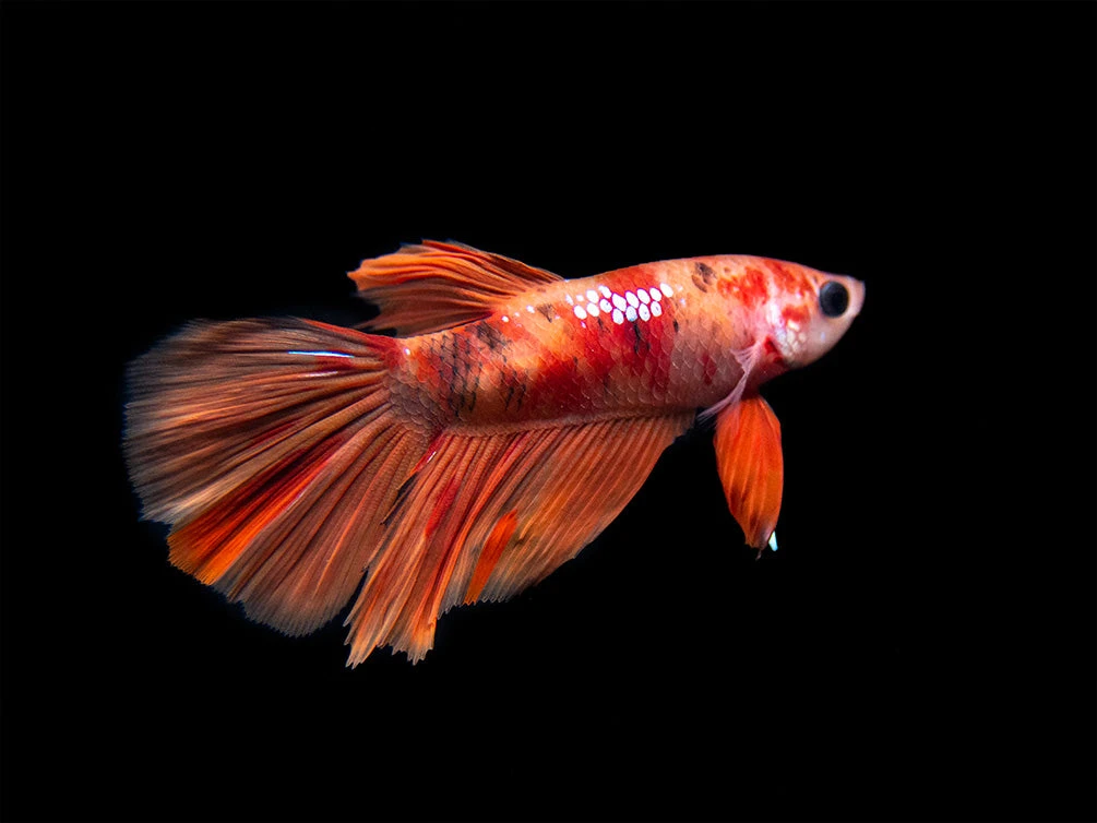 Assorted Koi Halfmoon Betta (Betta Splendens) - Tank-Bred! - Image 4