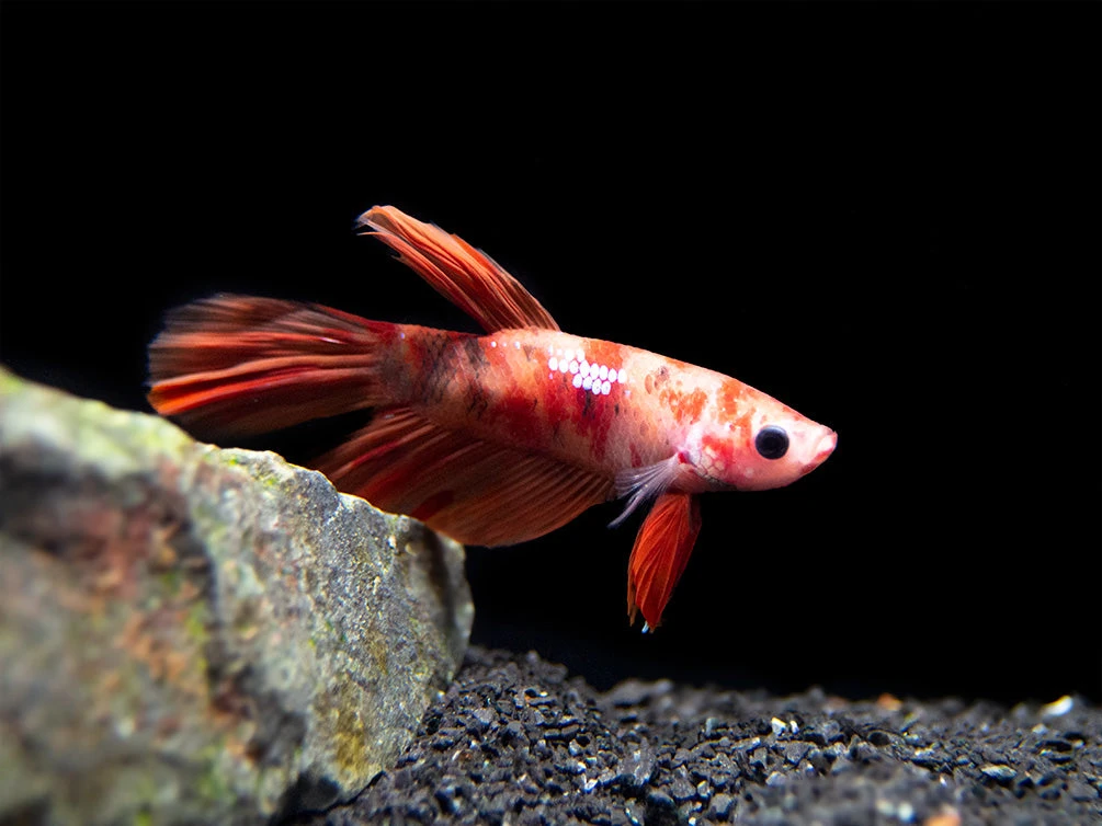 Assorted Koi Halfmoon Betta (Betta Splendens) - Tank-Bred! - Image 8