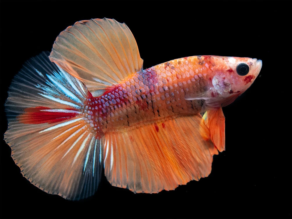 Assorted Koi Halfmoon Betta (Betta Splendens) - Tank-Bred!