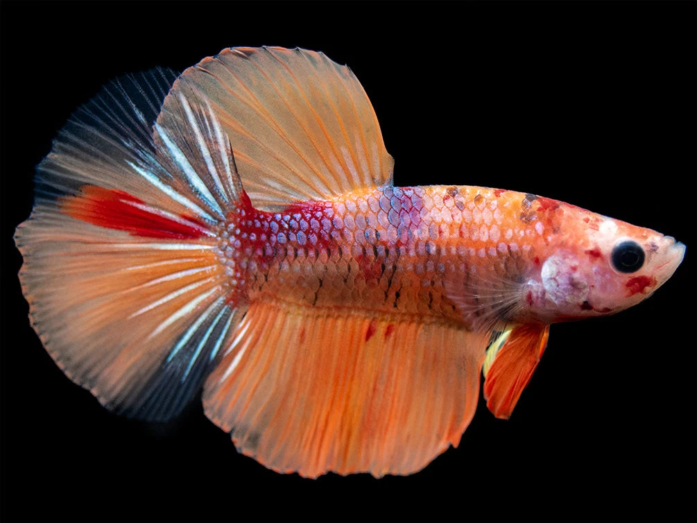 Assorted Koi Halfmoon Betta (Betta Splendens) - Tank-Bred! - Image 5