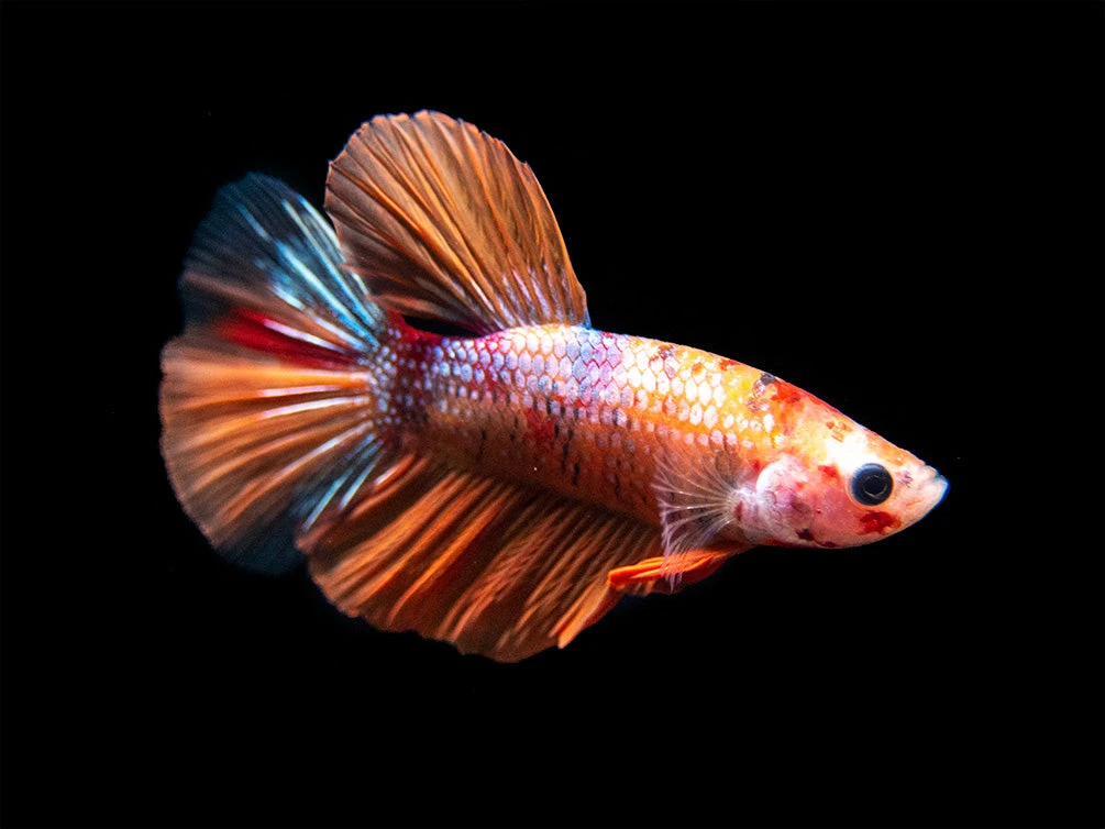 Assorted Koi Halfmoon Betta (Betta Splendens) - Tank-Bred! - Image 9