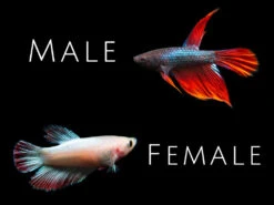 Assorted DELUXE Halfmoon Betta (Betta Splendens) - Tank-Bred!