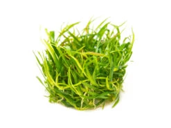 Pygmy Chain Sword (Helanthium Tenellum "Green") Tissue Culture