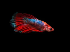 Assorted Hellboy Halfmoon Betta (Betta Splendens) - Tank-Bred!
