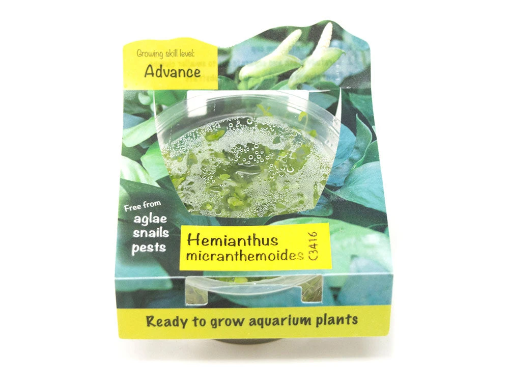 Pearl Weed AKA Pearl Grass AKA Baby Tears (Hemianthus Micranthemoides) Tissue Culture - Image 2