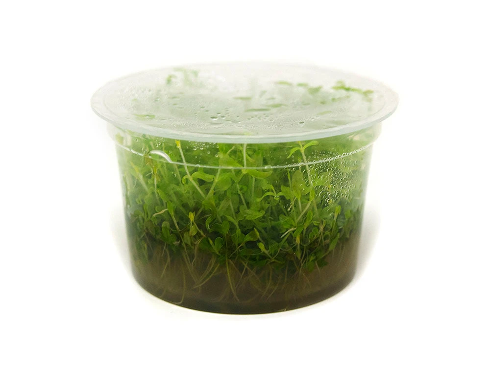 Pearl Weed AKA Pearl Grass AKA Baby Tears (Hemianthus Micranthemoides) Tissue Culture - Image 3
