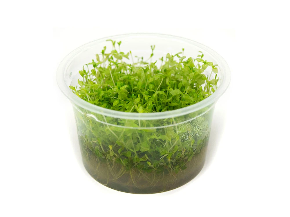 Pearl Weed AKA Pearl Grass AKA Baby Tears (Hemianthus Micranthemoides) Tissue Culture - Image 6