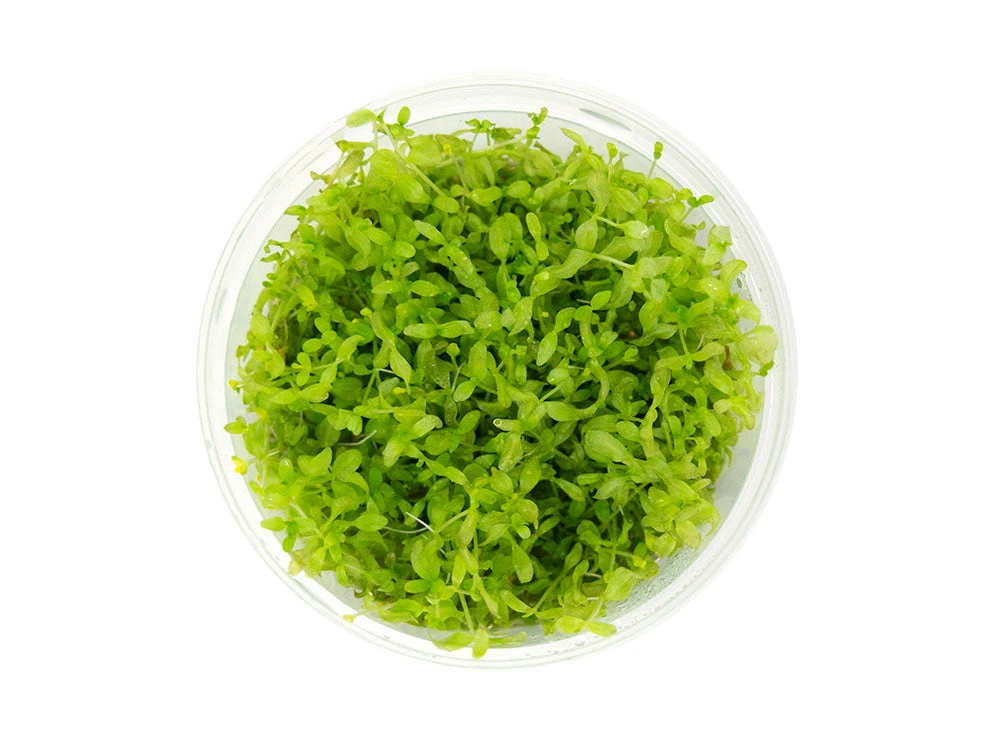 Pearl Weed AKA Pearl Grass AKA Baby Tears (Hemianthus Micranthemoides) Tissue Culture - Image 4