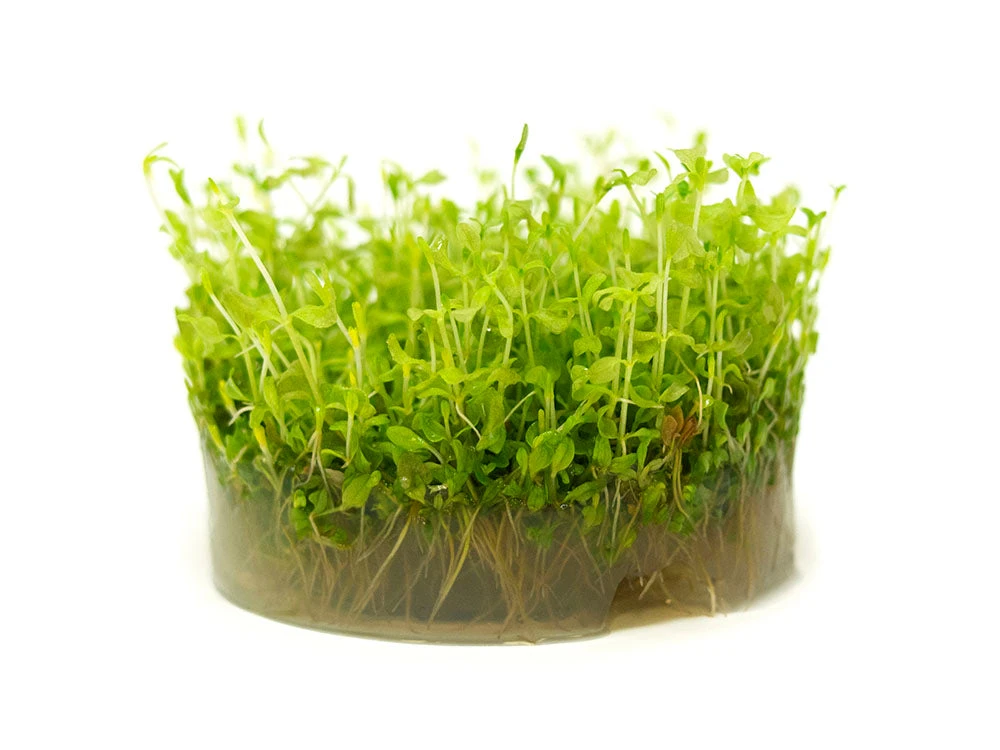 Pearl Weed AKA Pearl Grass AKA Baby Tears (Hemianthus Micranthemoides) Tissue Culture - Image 5