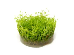 Pearl Weed AKA Pearl Grass AKA Baby Tears (Hemianthus Micranthemoides) Tissue Culture