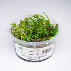 Star Grass (Heteranthera Zosterifolia ) Tissue Culture
