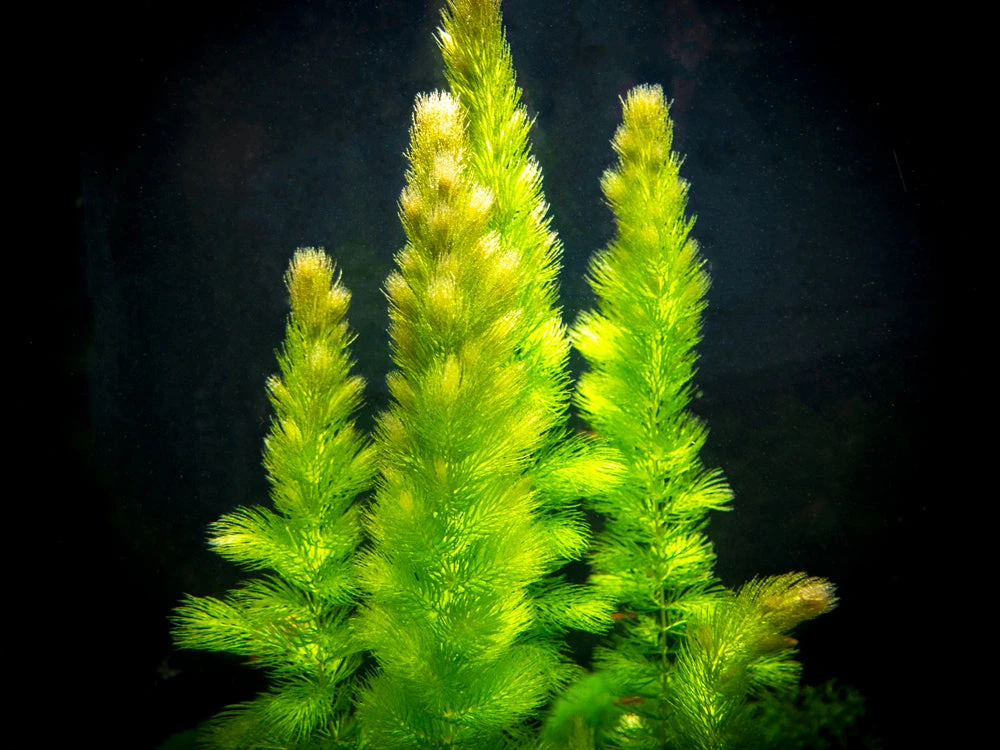 Hornwort (Ceratophyllum Demersum) - Image 11