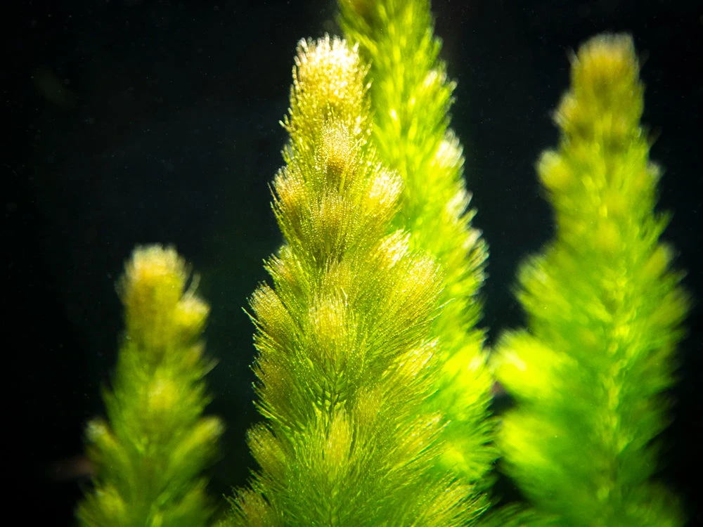 Hornwort (Ceratophyllum Demersum) - Image 14
