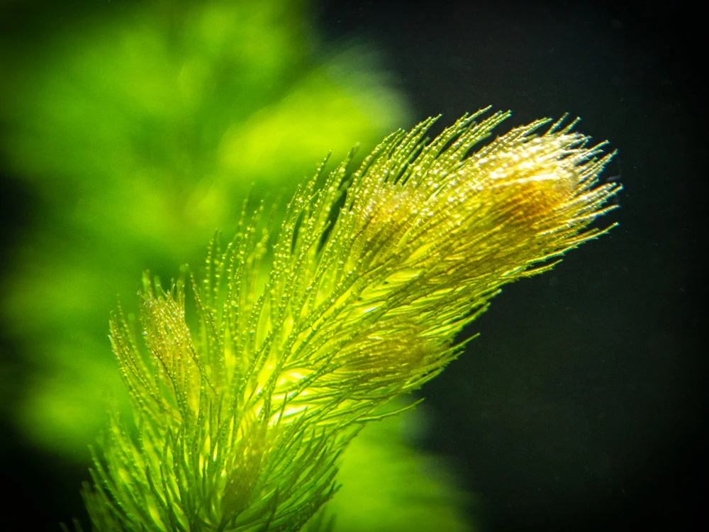 Hornwort (Ceratophyllum Demersum) - Image 5