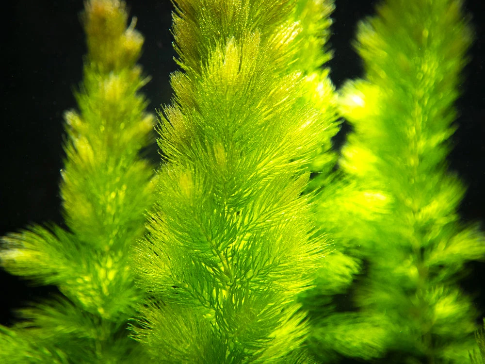 Hornwort (Ceratophyllum Demersum) - Image 8