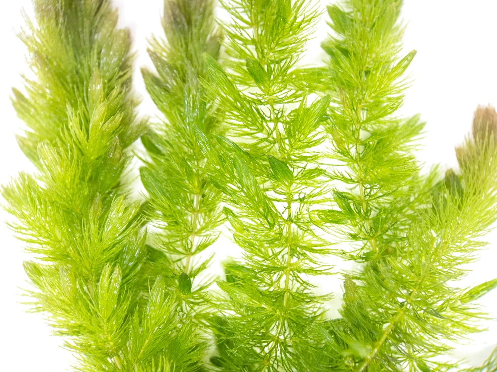Hornwort (Ceratophyllum Demersum) - Image 6