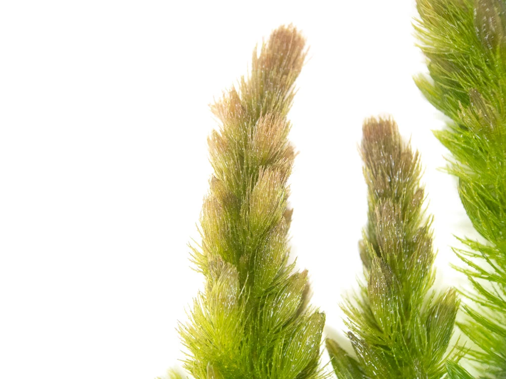 Hornwort (Ceratophyllum Demersum) - Image 12