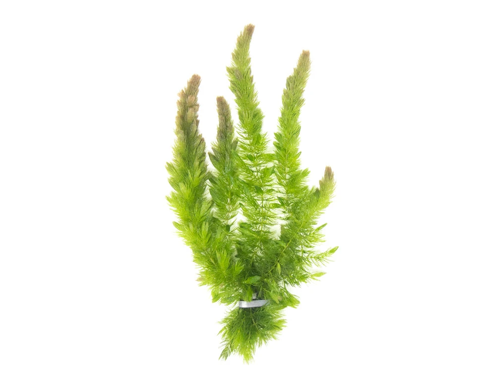 Hornwort (Ceratophyllum Demersum) - Image 3